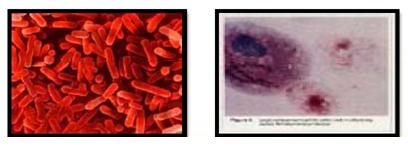 Ozone เชื้อโรคลิจิโอเนลลา Legionella.JPG